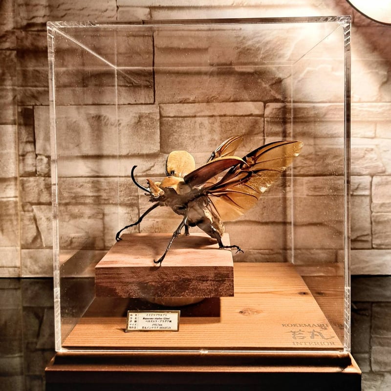 アクリル製ショーケース•掲示板等　大きめ 大型標本展示用ショーケース】150×150×160 ※アクリル製ケース
