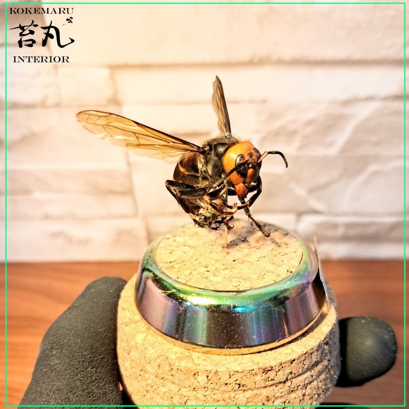 【昆虫標本】オオスズメバチ♀ミツバチ捕獲瞬間飛翔仕上げ ガラスドーム展示 昆虫標本】オオスズメバチ♀ミツバチ捕獲瞬間飛翔仕上げ ガラス