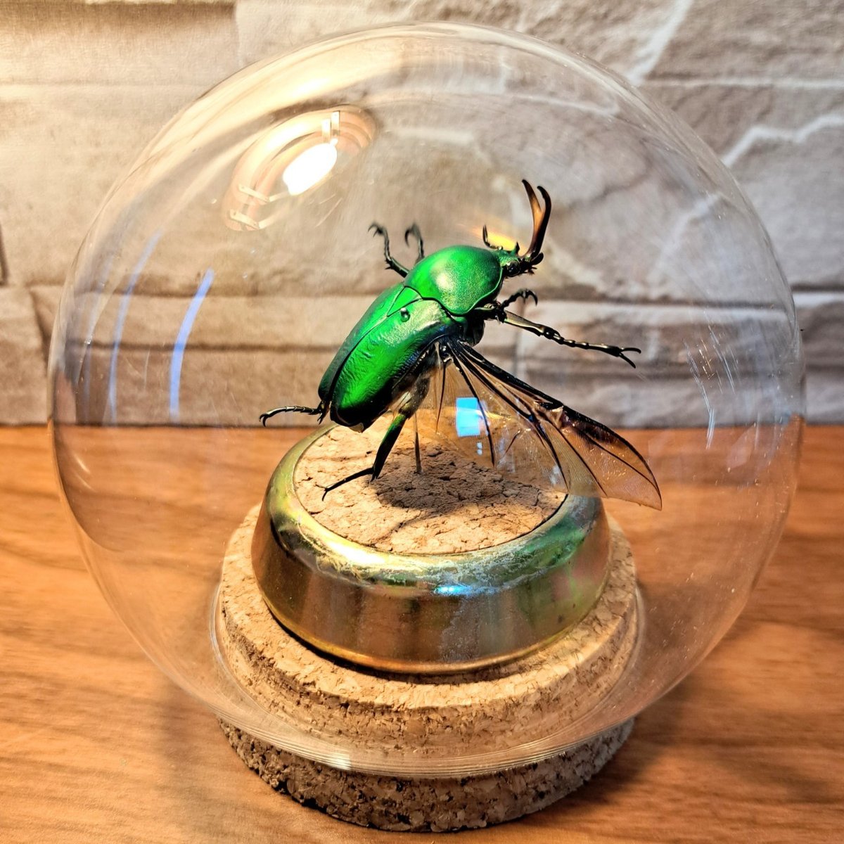 カメルーン産イネルミスサスマタカブト25mm