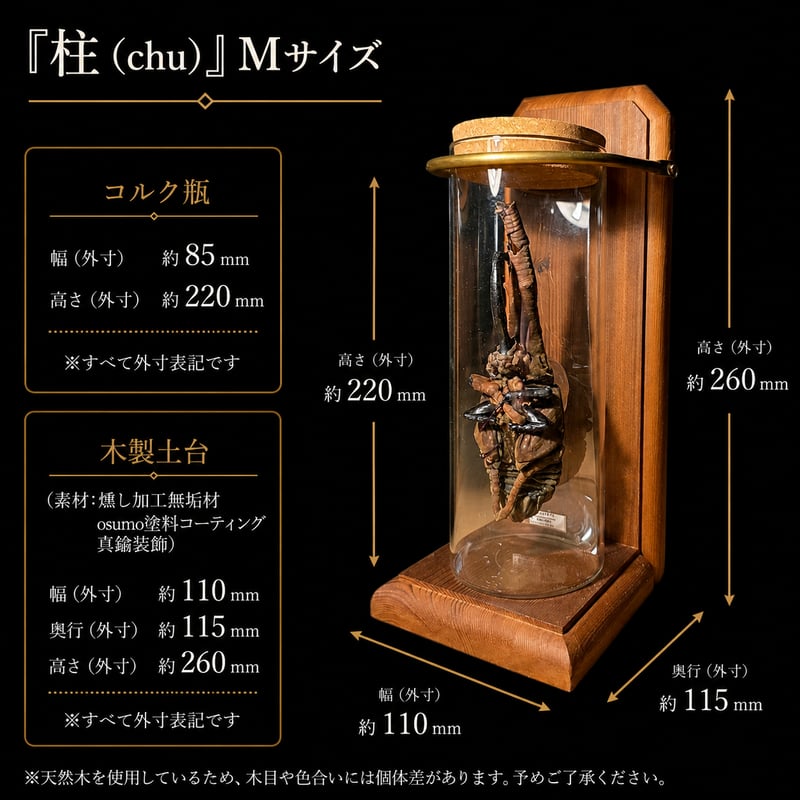 ヘラクレスヘラクレス　蛹　標本 HYOHON 『柱』】 極太ヘラクレスオオカブト蛹(さなぎ) | 苔丸
