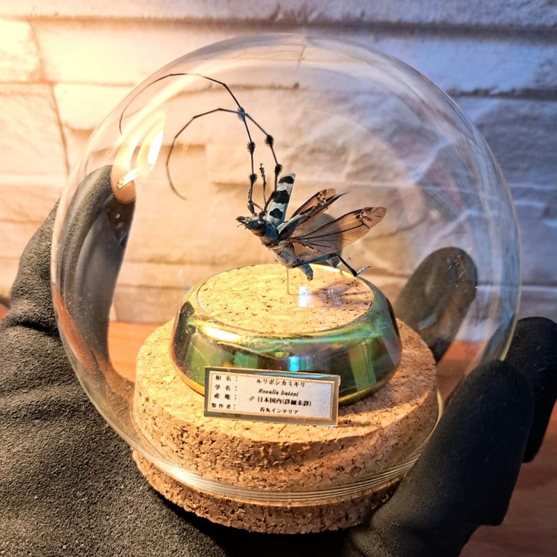 昆虫標本 クリスタルガラス 楽天市場】昆虫標本（素材（インテリア）ガラス・クリスタル