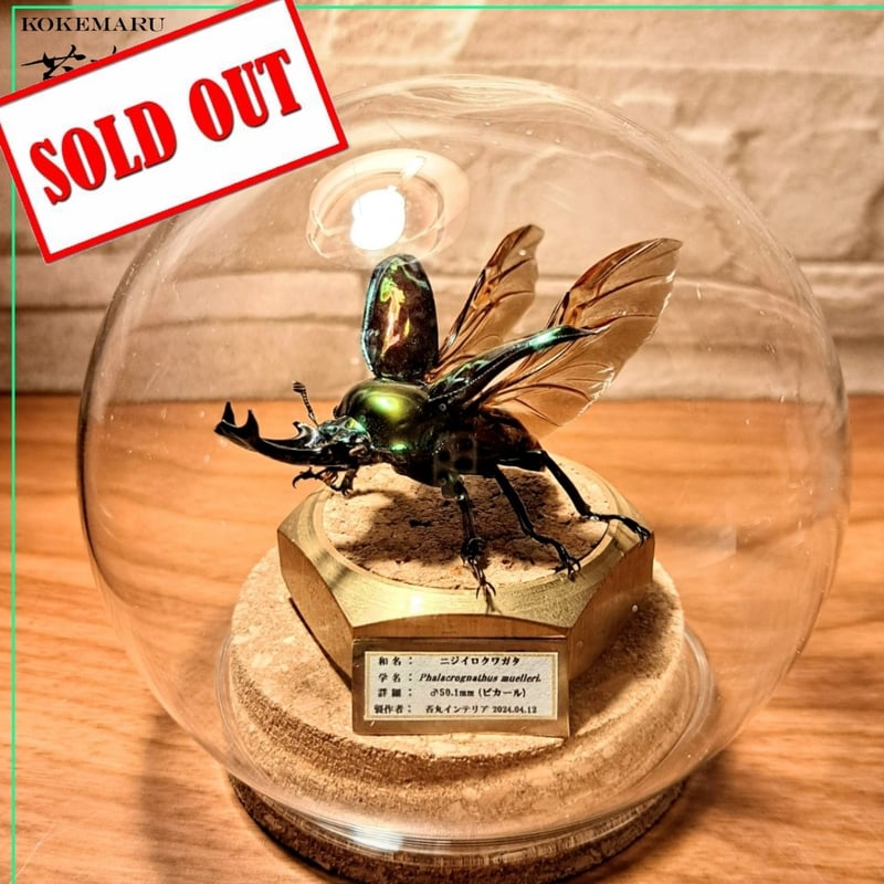 HYOHON『球』M】ニジイロクワガタ♂ピカール美形50.1mm | 苔丸