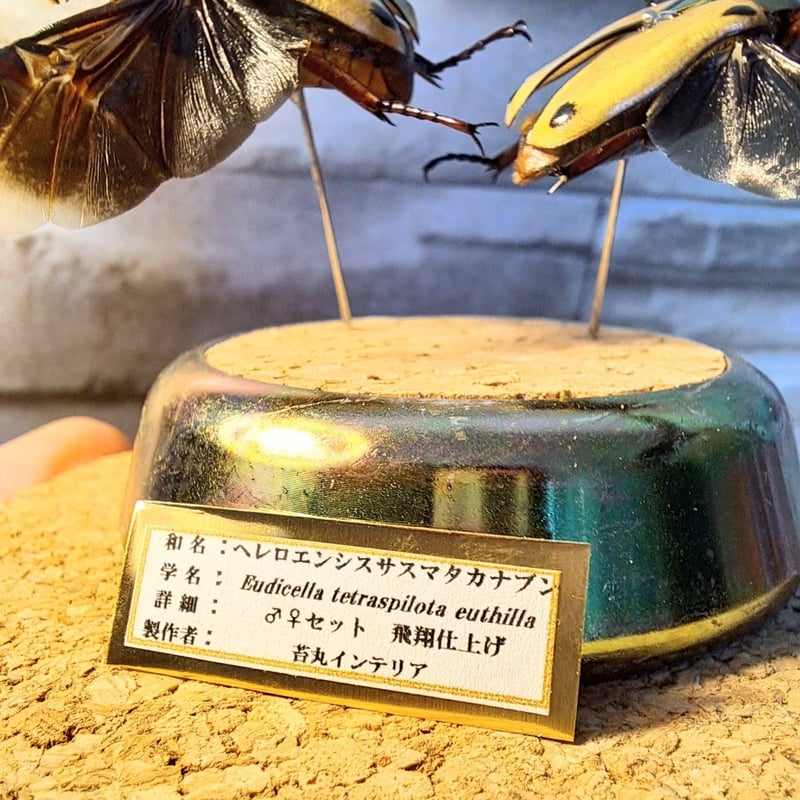 カナブン様 専用ページ ミカンスオオツノカナブン 45mm ペア》 | KPW公式オンラインショップ