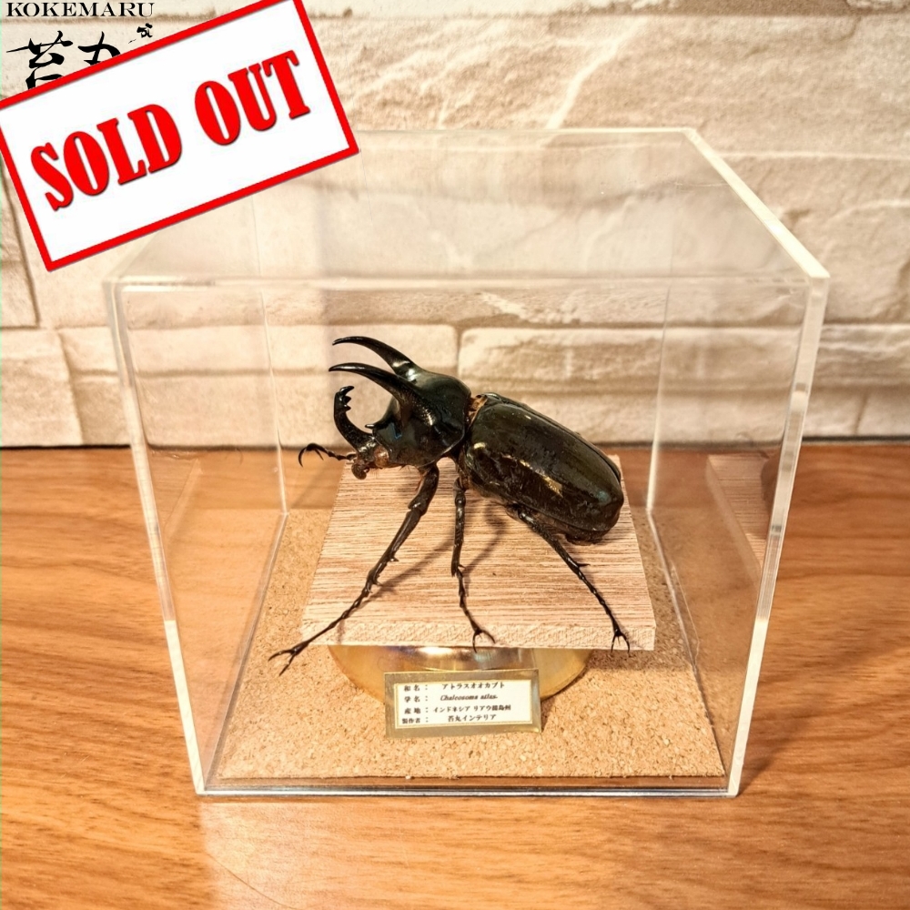 昆虫標本】アトラスオオカブト♂ 立体標本 キューブケース展示