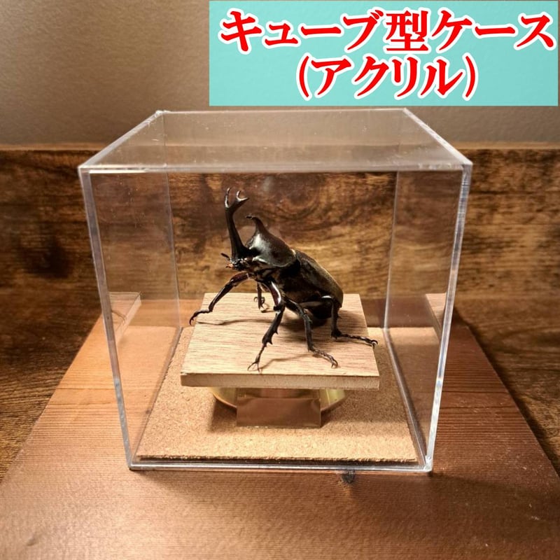 オプション選択可商品】＜定番＞国産カブトムシ 立体標本 | 苔丸