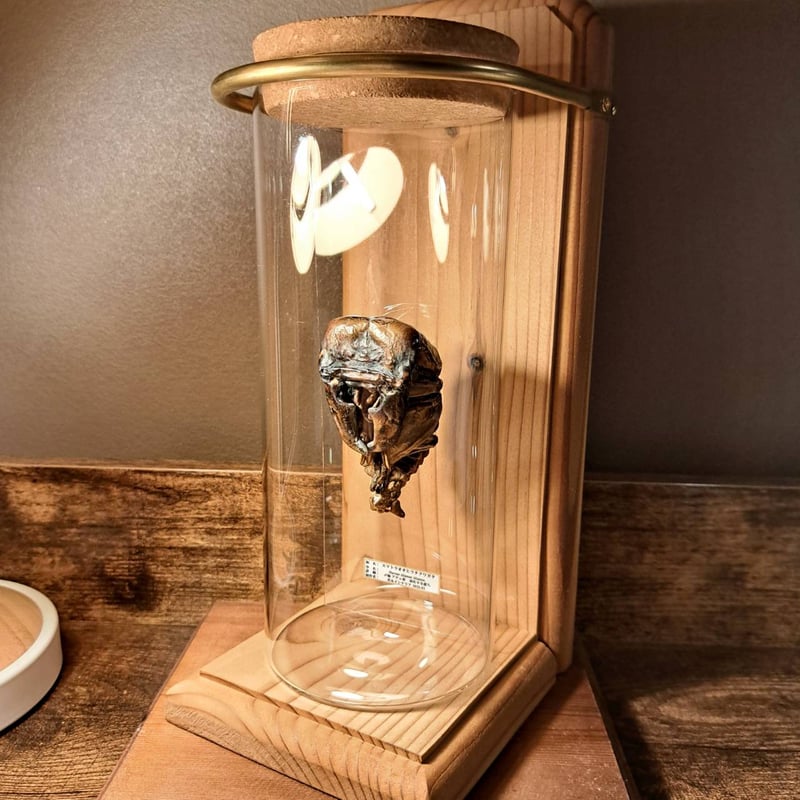 ラグジュアリー昆虫標本】極太スマトラオオヒラタ♂蛹(さなぎ