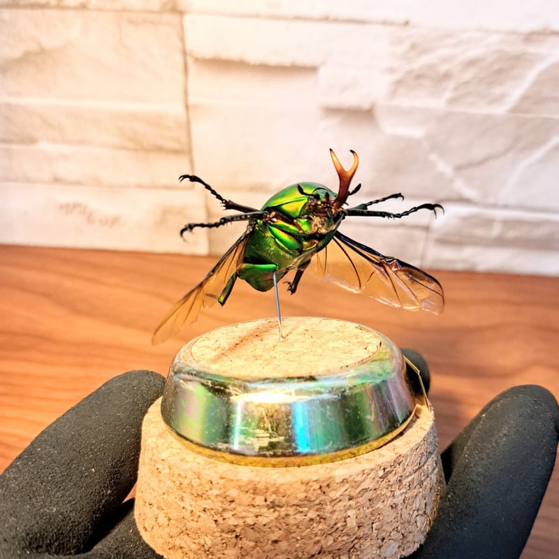 1点もの【昆虫標本】モルガンサスマタカナブン♂41.8mm(単色 1点もの【昆虫標本】モルガンサスマタカナブン♂41.8mm(単色