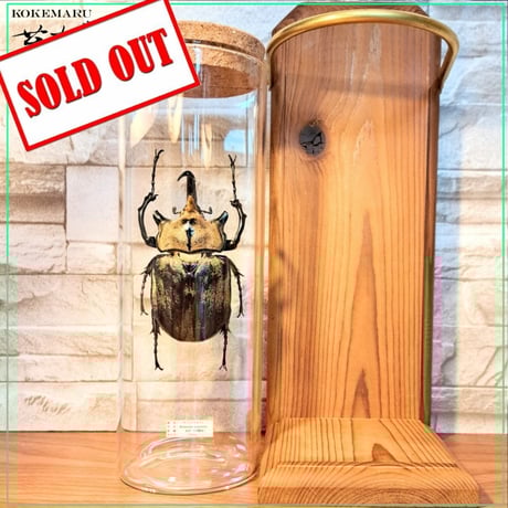 昆虫標本 | STORES