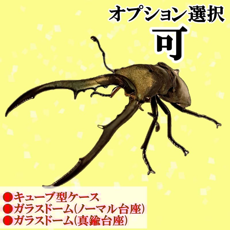 オプション選択可商品】＜定番＞メタリフェルホソアカクワガタ