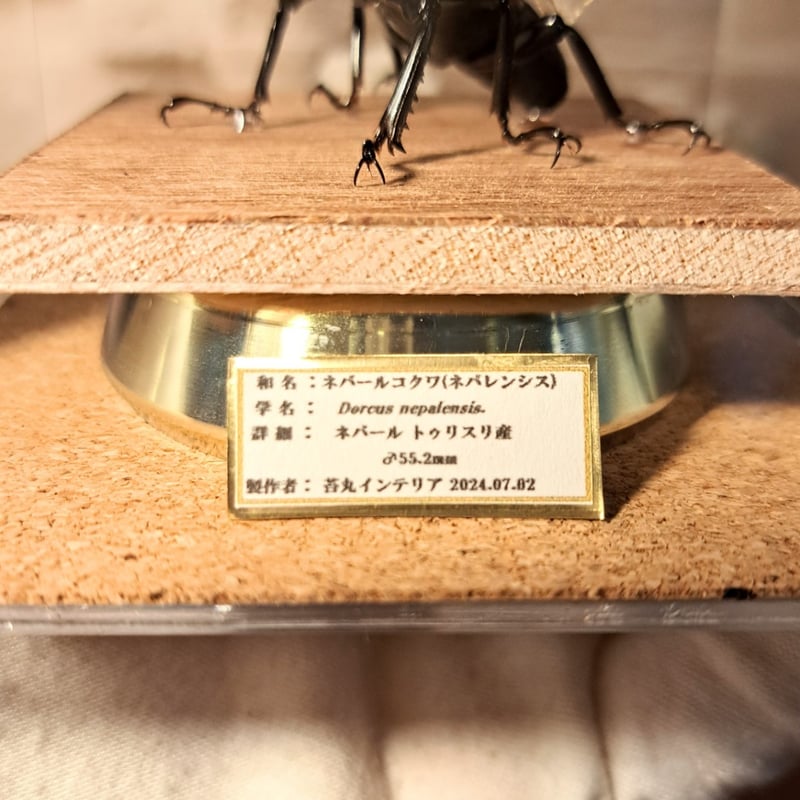 参考】昆虫標本 ディスプレイ例 非売品