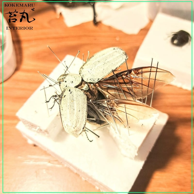 未展翅・昆虫標本No.04 シロオビダマシヒカゲ標本定形外発送合計3000