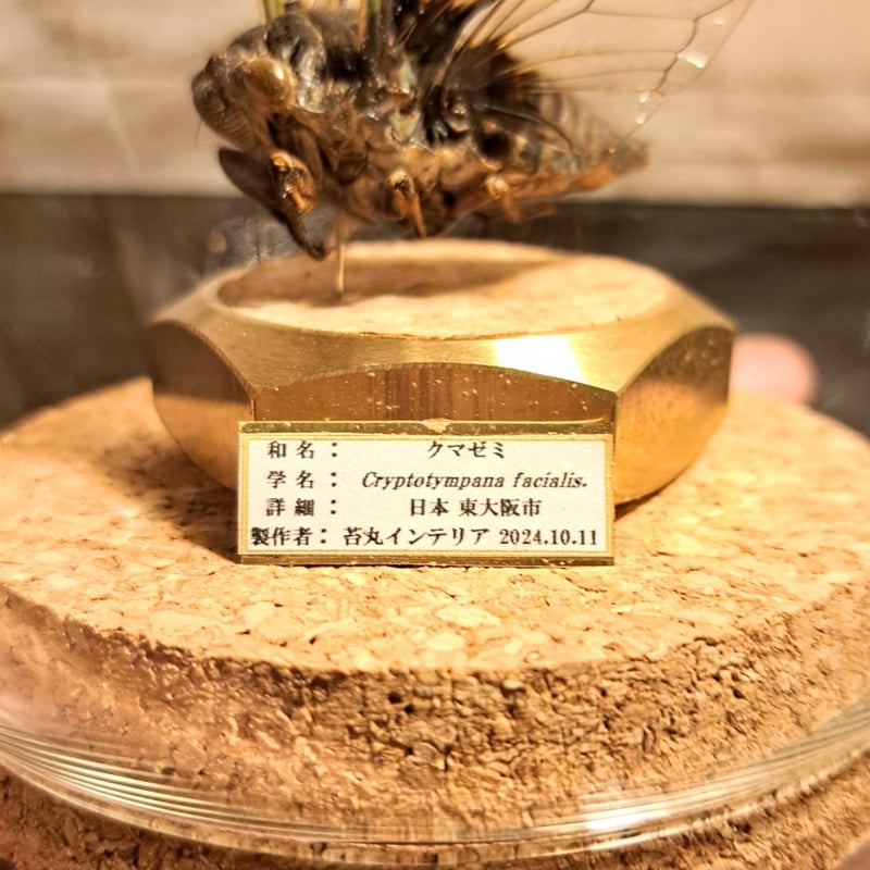 HYOHON『球』M】クマゼミ | 苔丸インテリア(公式ネットショップ)