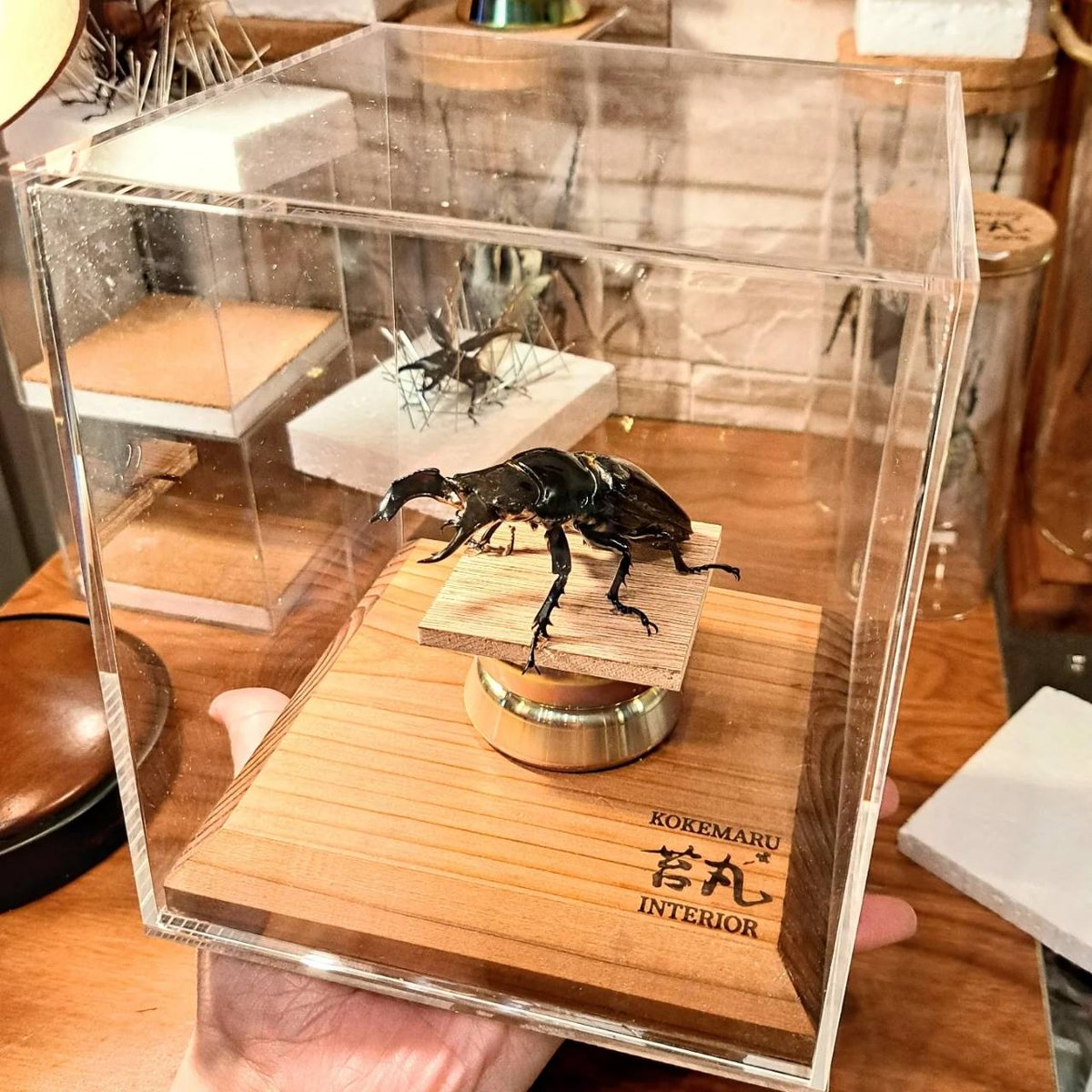 大型標本展示用ショーケース】200×200×210 ※アクリル製ケース、無垢材