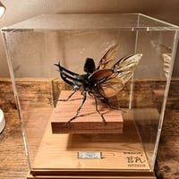 HYOHON『角』15】タランドゥスオオツヤクワガタ♂83.7mm | 苔丸