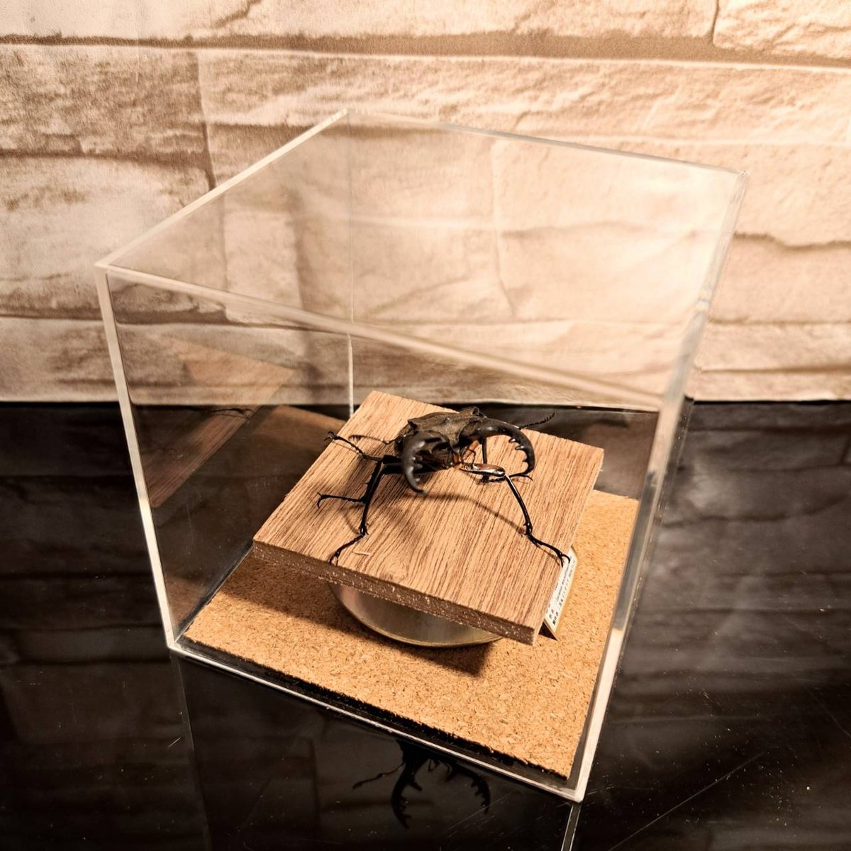 昆虫標本】国産ミヤマクワガタ♂ 立体標本仕上げキューブケース展示