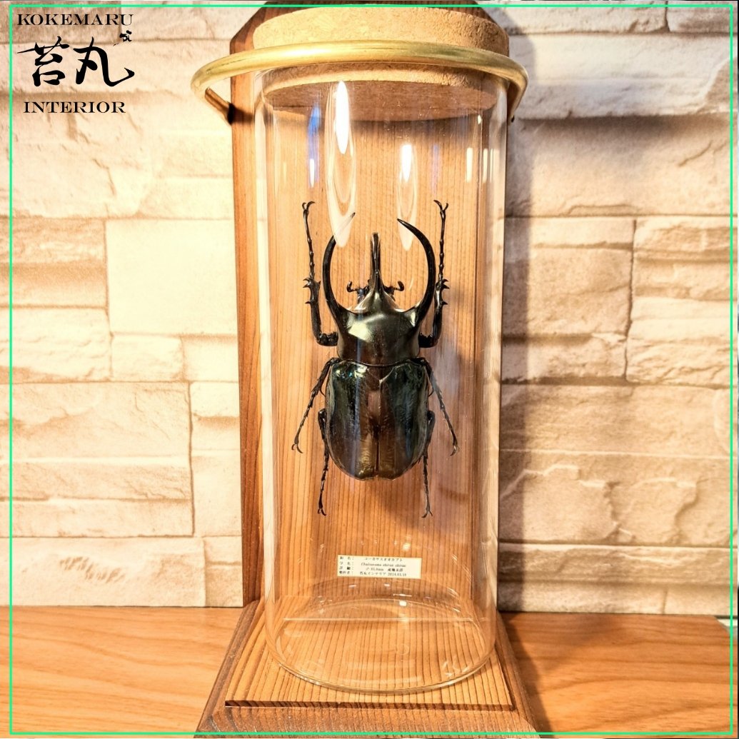 大型コーカサスオオカブトの 標本 木製ケース入り ラグジュアリー昆虫標本】コーカサスオオカブト♂102mm 立体標本