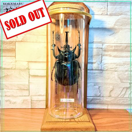 昆虫標本 | STORES