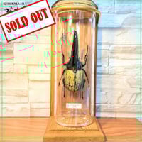 1点もの【昆虫標本】レックスゾウカブト♂93.3mm 学術型インテリア瓶