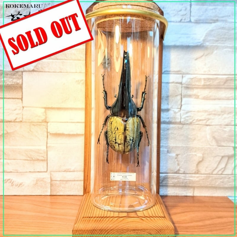 標本 珍ヘラクレスヘラクレス ブルー パチセラス血統 カブト 2025年