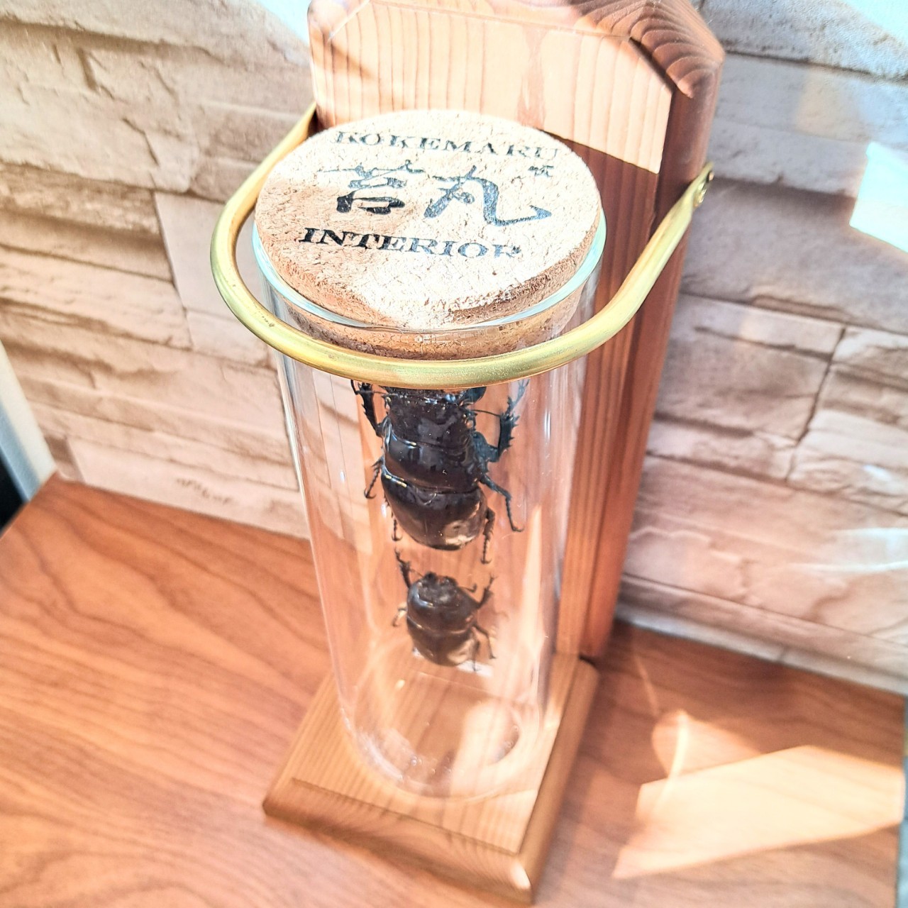 1点もの【昆虫標本】(大型)タランドゥスオオツヤクワガタ♂84.3mm