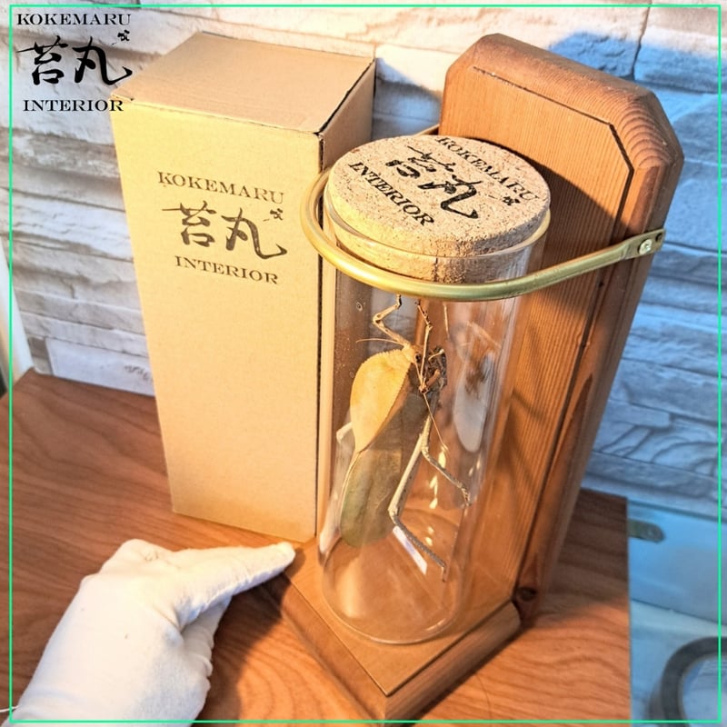 ★昆虫標本★【パプアオオコノハギス】Siliquofera grandis 1点もの【昆虫標本】オオコノハギス(特大キリギシス) パプア