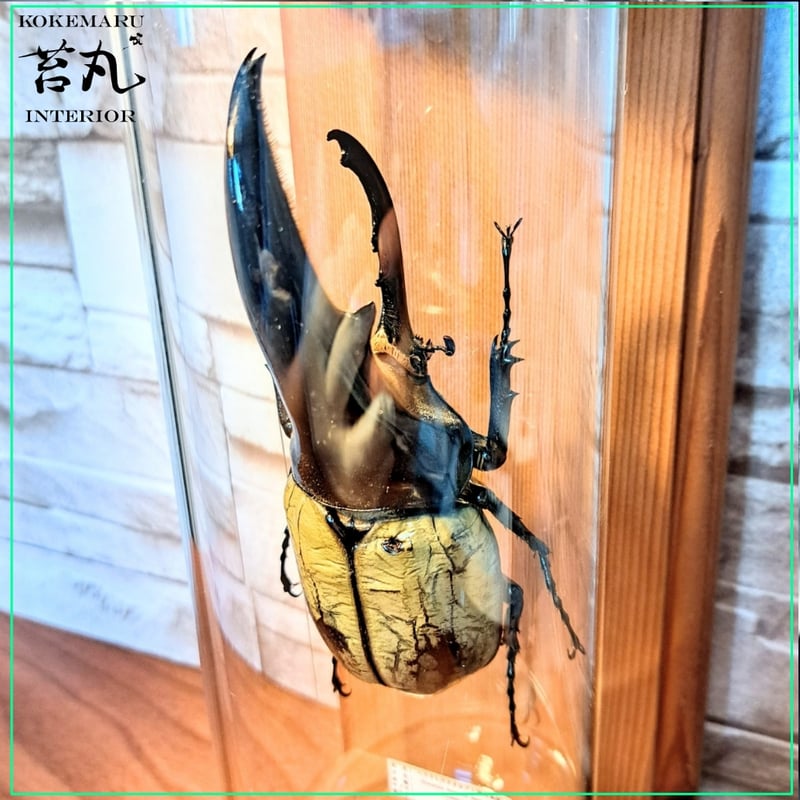 1点もの【昆虫標本】(極太血統)ヘラクレスオオカブト♂123.1mm 学術型