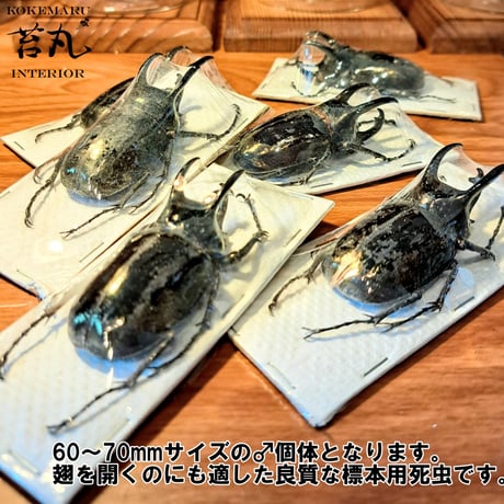 【標本用死虫 ※送料込み】アトラスオオカブト♂60～70mm 未展足個体