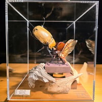 【HYOHON『Singularis(シンギュラリス)』】作品名:『Dauntless-不屈-』