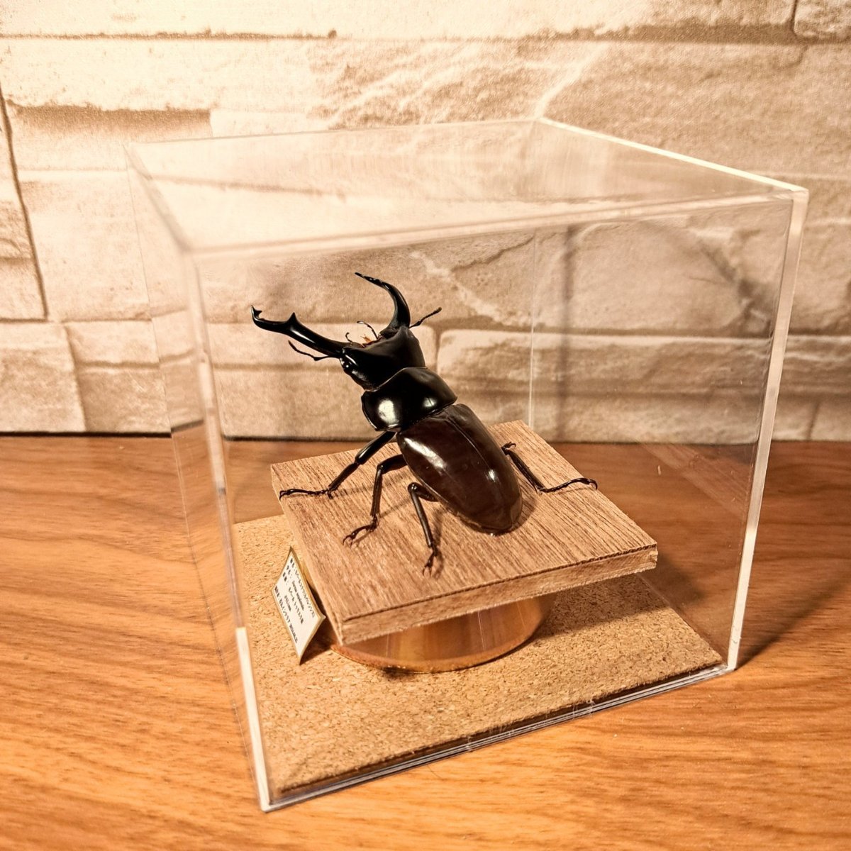 昆虫標本】ネパールコクワ(ネパレンシスコクワ)♂62.1mm※特大 立体標本