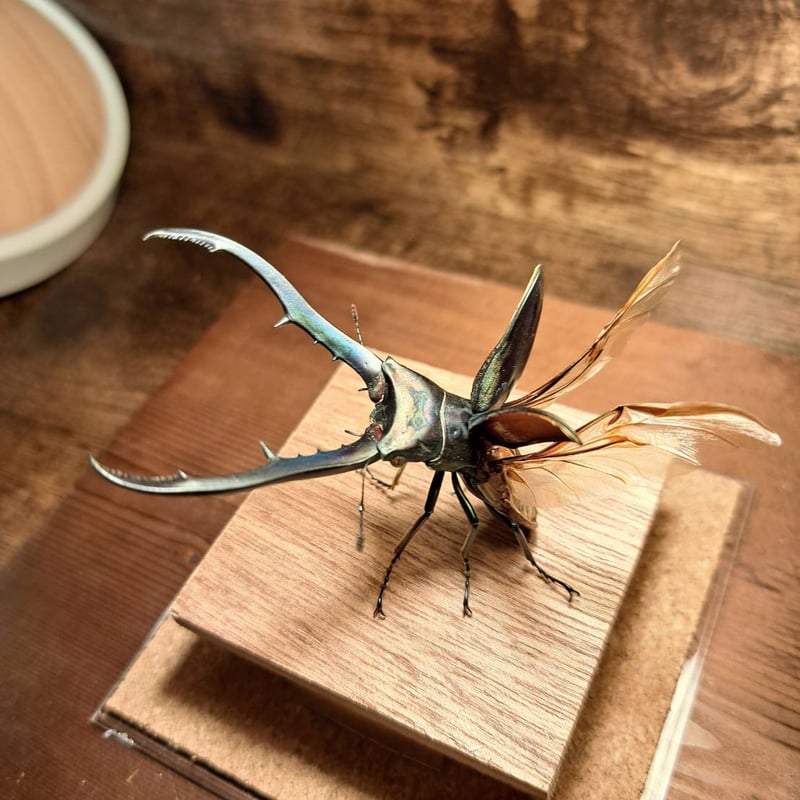 オプション選択可商品】＜定番＞メタリフェルホソアカクワガタ(レア