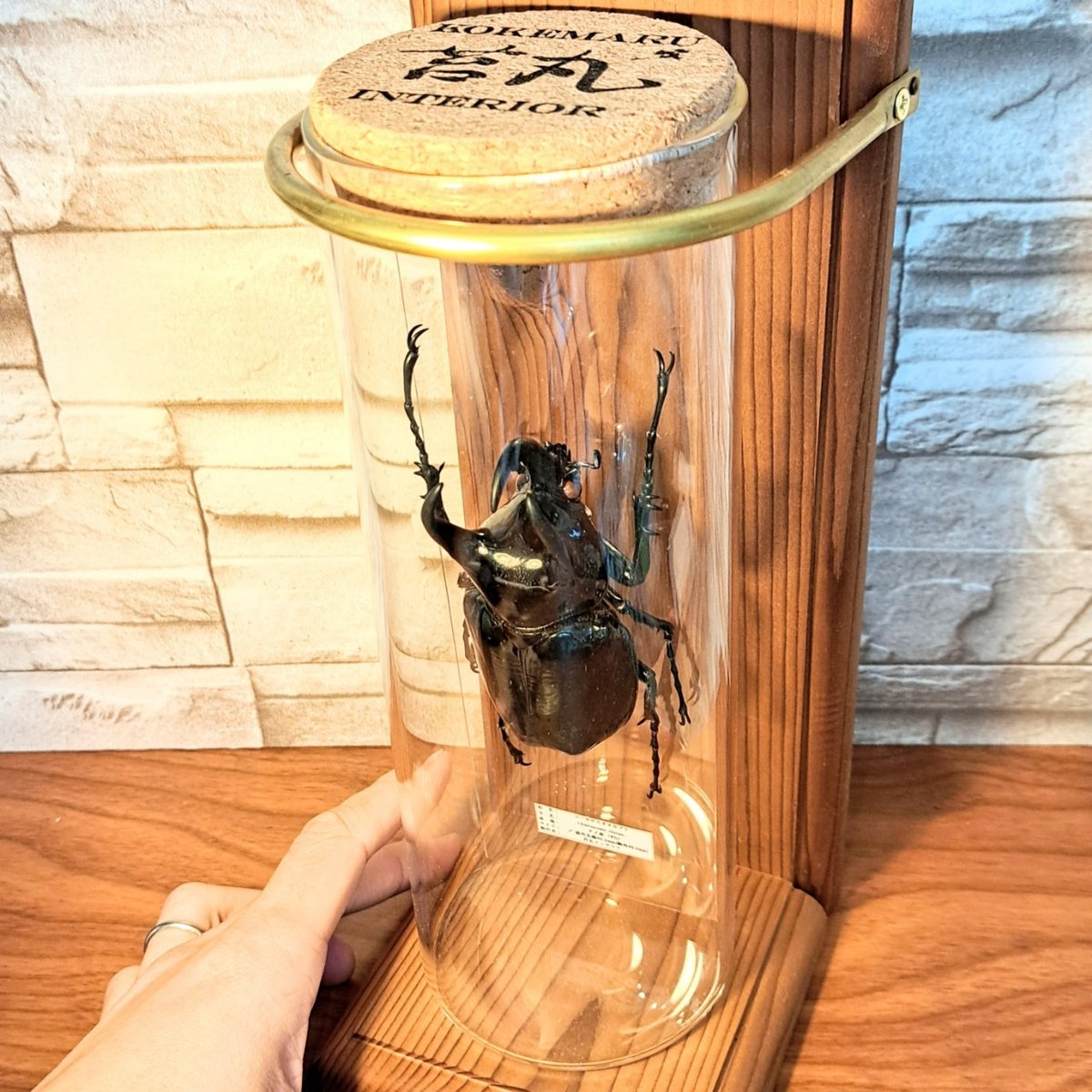 1点もの【昆虫標本】(レア品)コーカサスオオカブト♂単体90.3mm