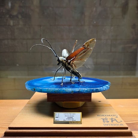 苔丸インテリア(公式ネットショップ)