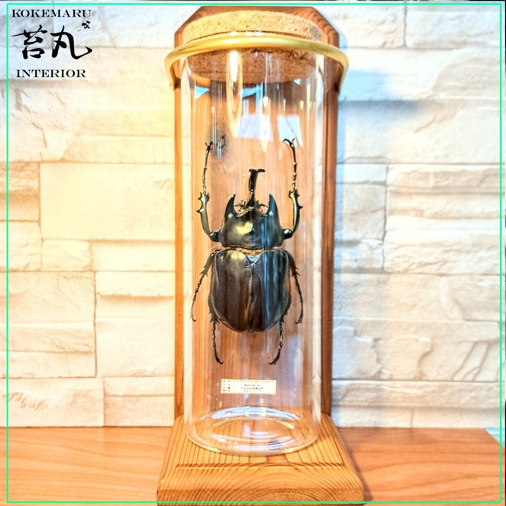 【昆虫標本】 野外品 特大個体　レックスゾウカブト119mm original