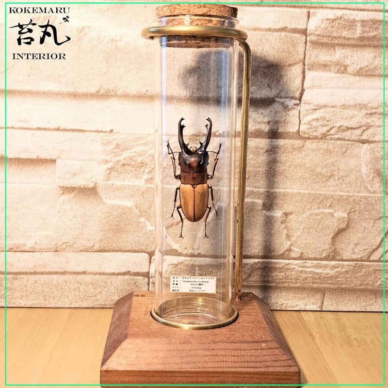 【150mm】センスオオトビナナフシ 昆虫標本　コノハムシ　標本 150mm】センスオオトビナナフシ 昆虫標本 コノハムシ 標本 コノハムシ