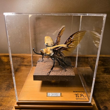 飛行型標本 苔丸インテリア(公式ネットショップ)