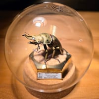 ラグジュアリー 昆虫標本】国産ミヤマクワガタ♂特大サイズ72.3mm 飛翔