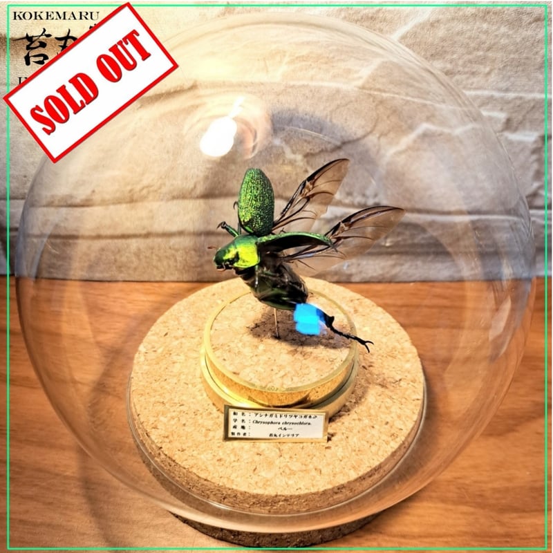 昆虫標本】アシナガミドリツヤコガネ飛翔仕上げ 美麗種ガラスドーム