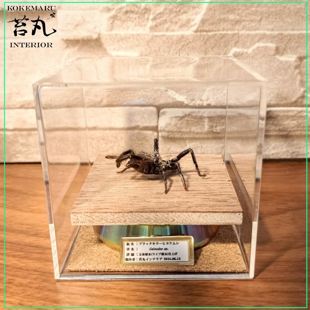昆虫標本 奇蟲】ブラックキラーヒヨケムシ 立体標本 キューブケース
