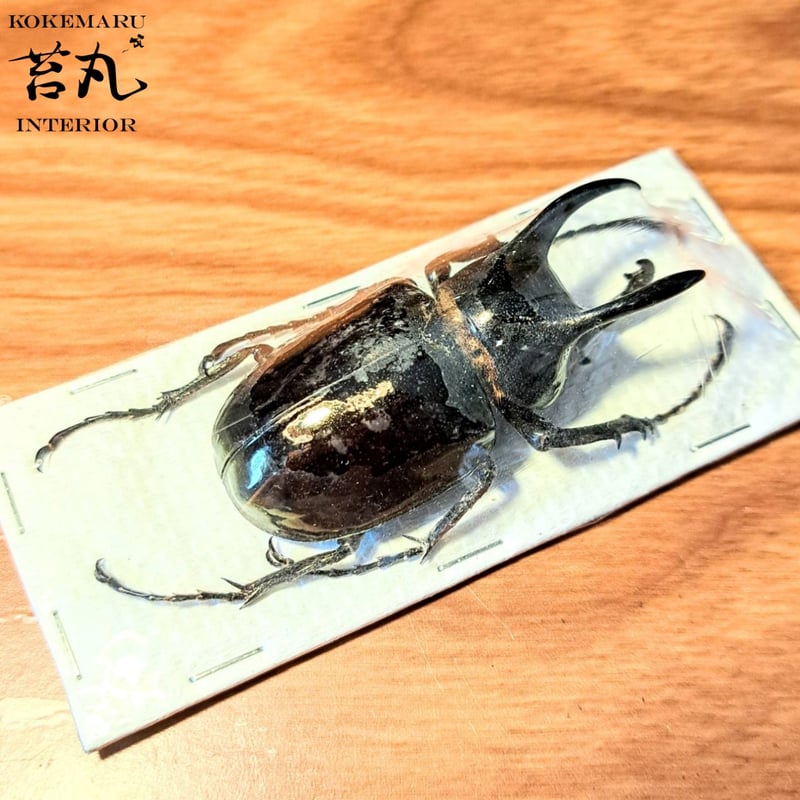 標本用死虫 ※送料込み】アトラスオオカブト♂60~70mm 未展足 標本用死虫 ※送料込み】アトラスオオカブト♂60~70mm 未展足