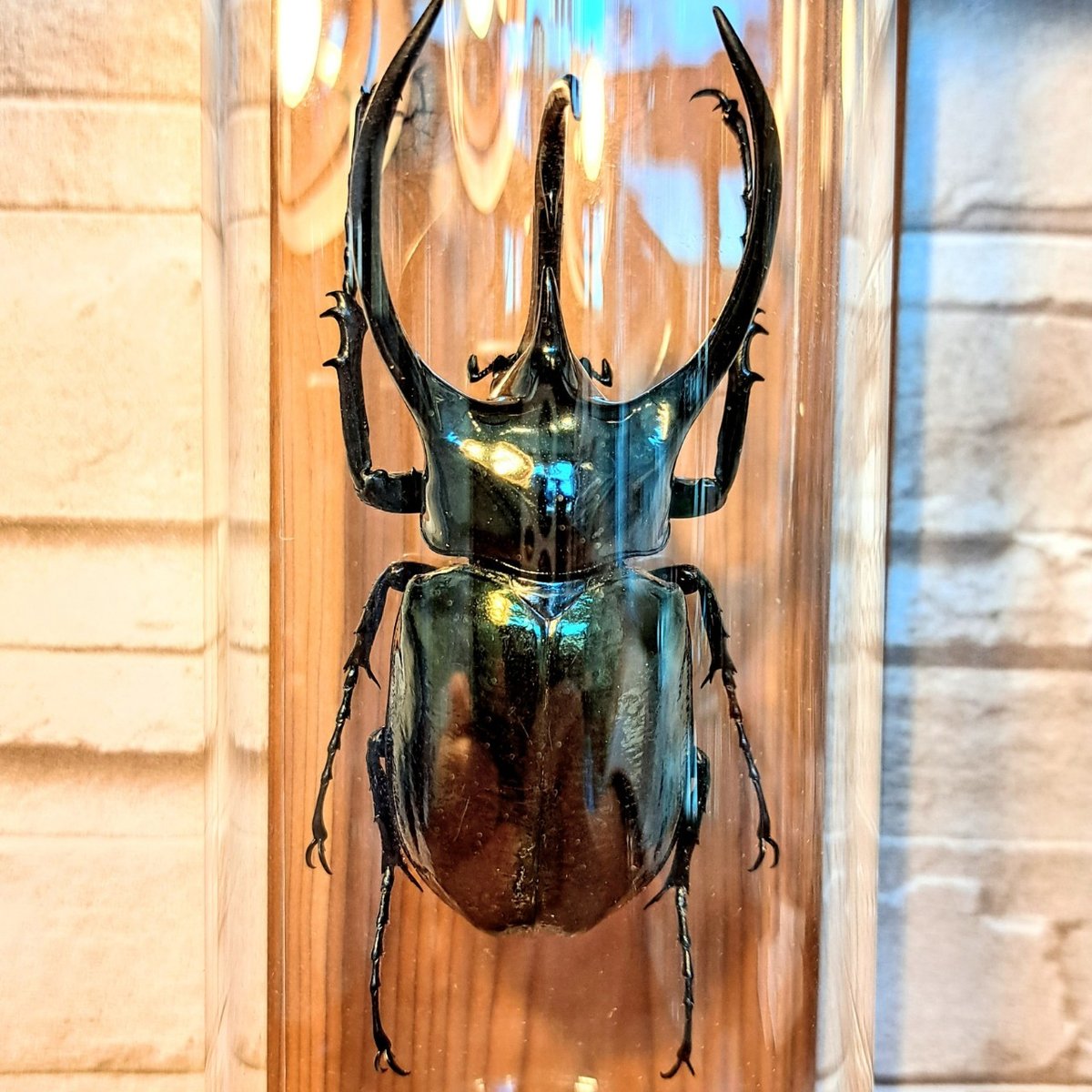 *STR購入※良型　ジャワコ−カサス　♂野外標本 STR様専用購入※良型 ジャワコ−カサス ♂野外標本
