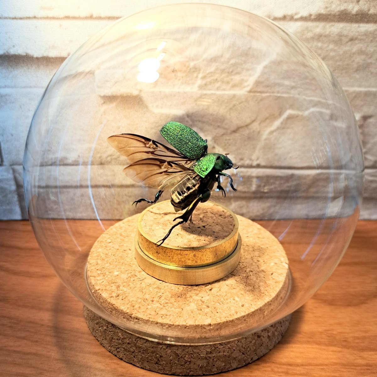 アシナガコガネ 標本 大量 アシナガコガネ 標本 大量 2025年最新