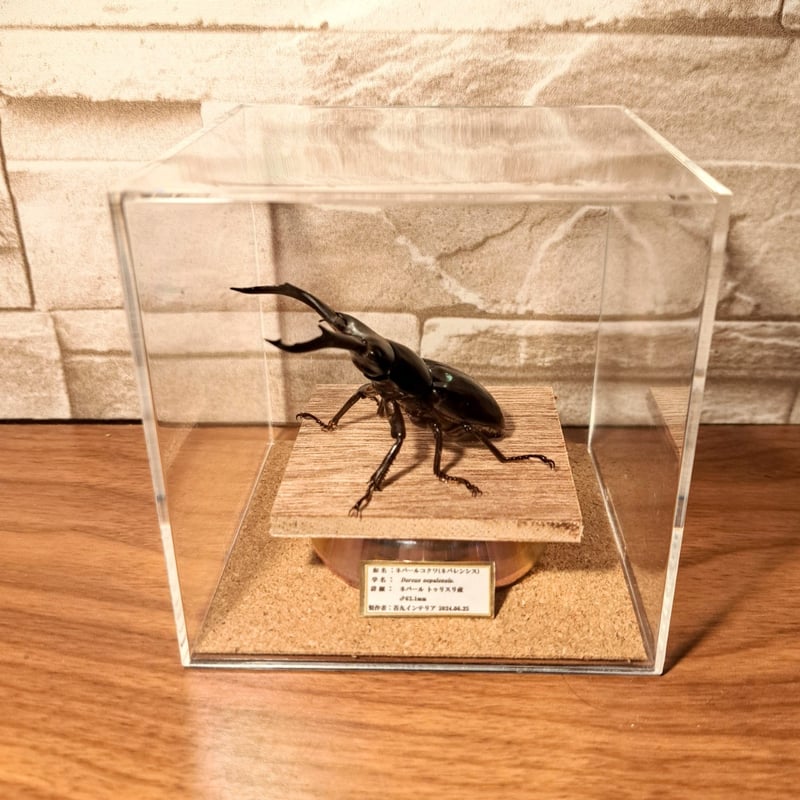 昆虫標本】ネパールコクワ(ネパレンシスコクワ)♂62.1mm※特大 立体標本