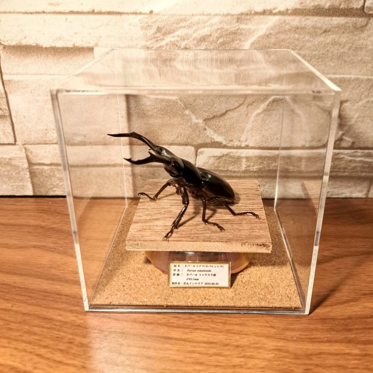 昆虫標本】ネパールコクワ(ネパレンシスコクワ)♂62.1mm※特大 立体標本