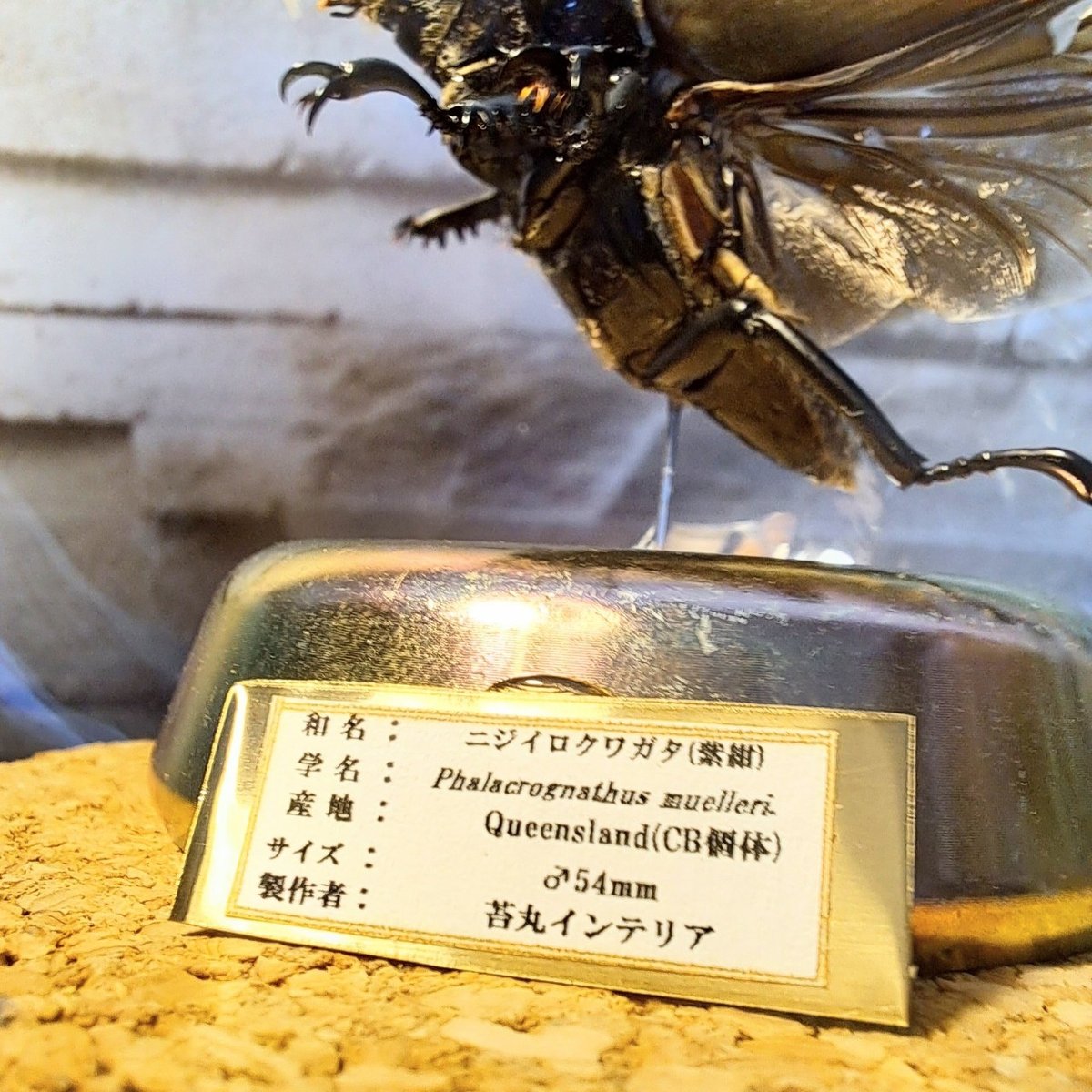 野外採集品山口県産ヒラタ約71.5mm 未展足昆虫標本