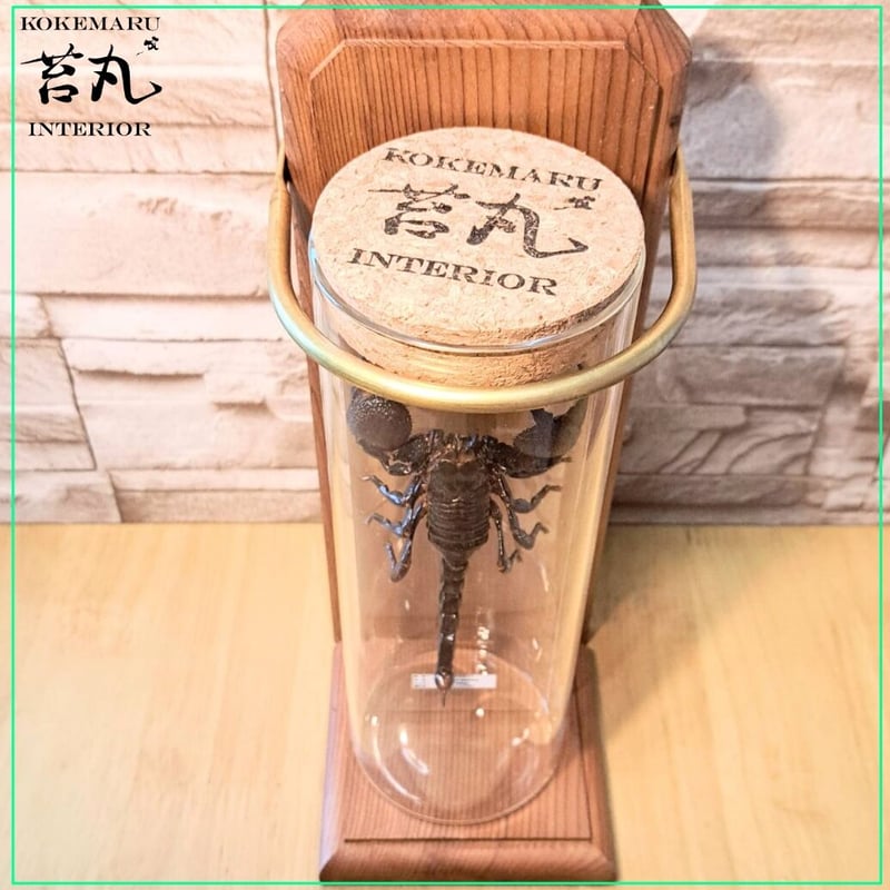 標本】ダイオウサソリ120mmUPインテリア瓶(大)展示 ※木製展示土台付