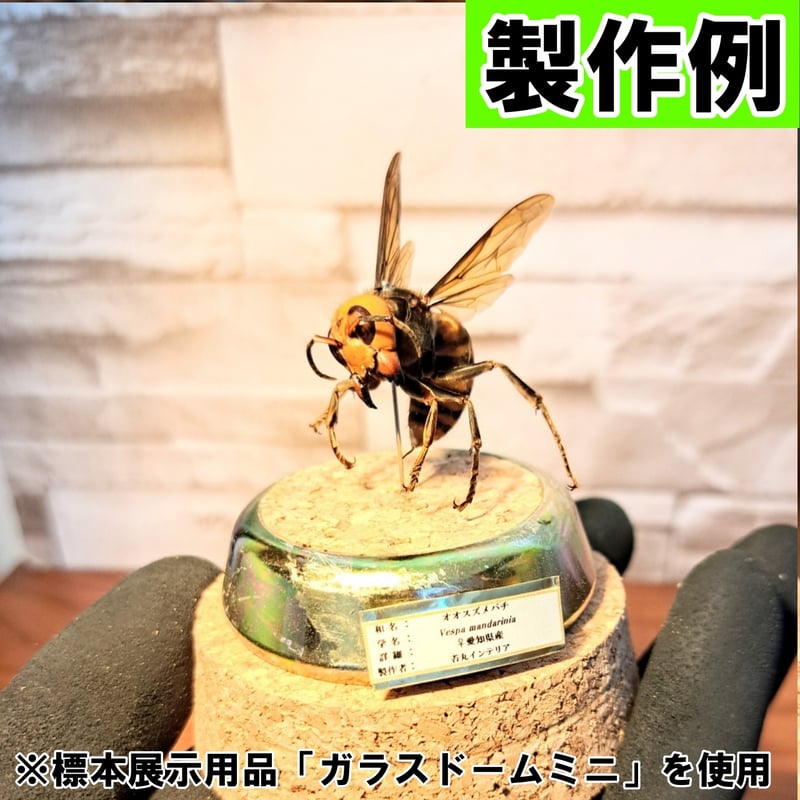 【昆虫標本】オオスズメバチ♀ミツバチ捕獲瞬間飛翔仕上げ ガラスドーム展示 昆虫標本】オオスズメバチ♀ミツバチ捕獲瞬間飛翔仕上げ ガラス