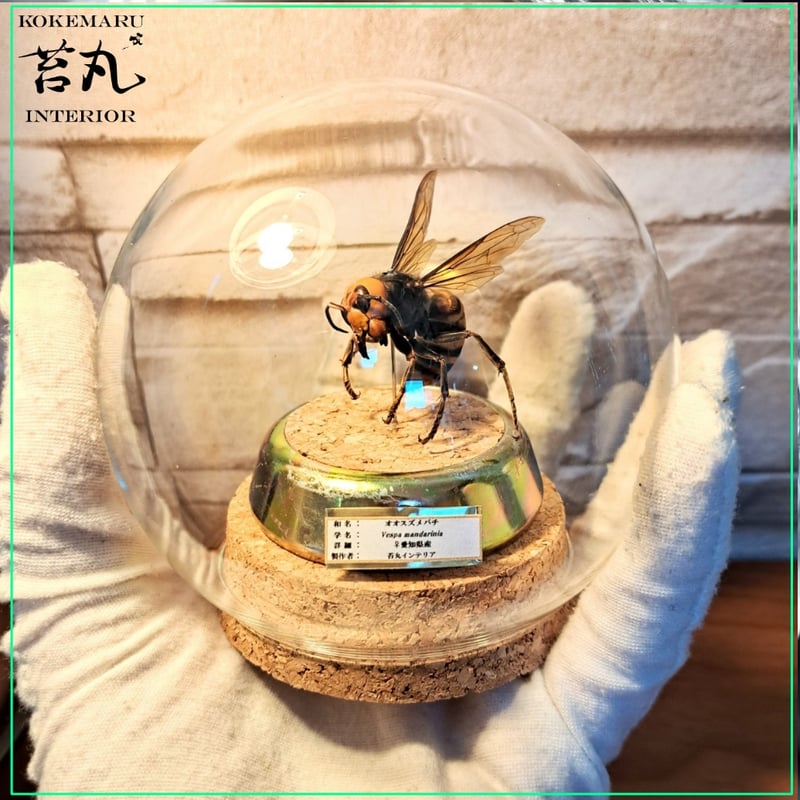 昆虫標本】オオスズメバチ♀威嚇飛翔仕上げ ガラスドーム展示(ミニ