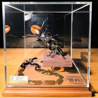 【HYOHON Singularis】作品名『Dauntless -不屈-』ニジイロクワガタVSパリーフタマタクワガタver