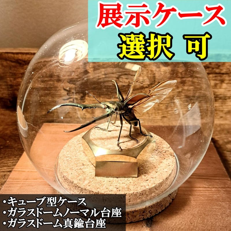 メタリフェル　大中小セット　標本 Amazon.co.jp: メタリフェルホソアカクワガタ標本 : おもちゃ