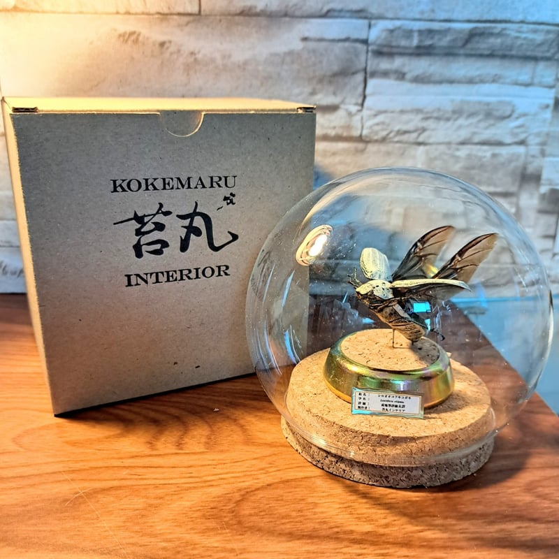 1点もの【昆虫標本】シロオオコフキコガネ飛翔仕上げ ガラスドーム
